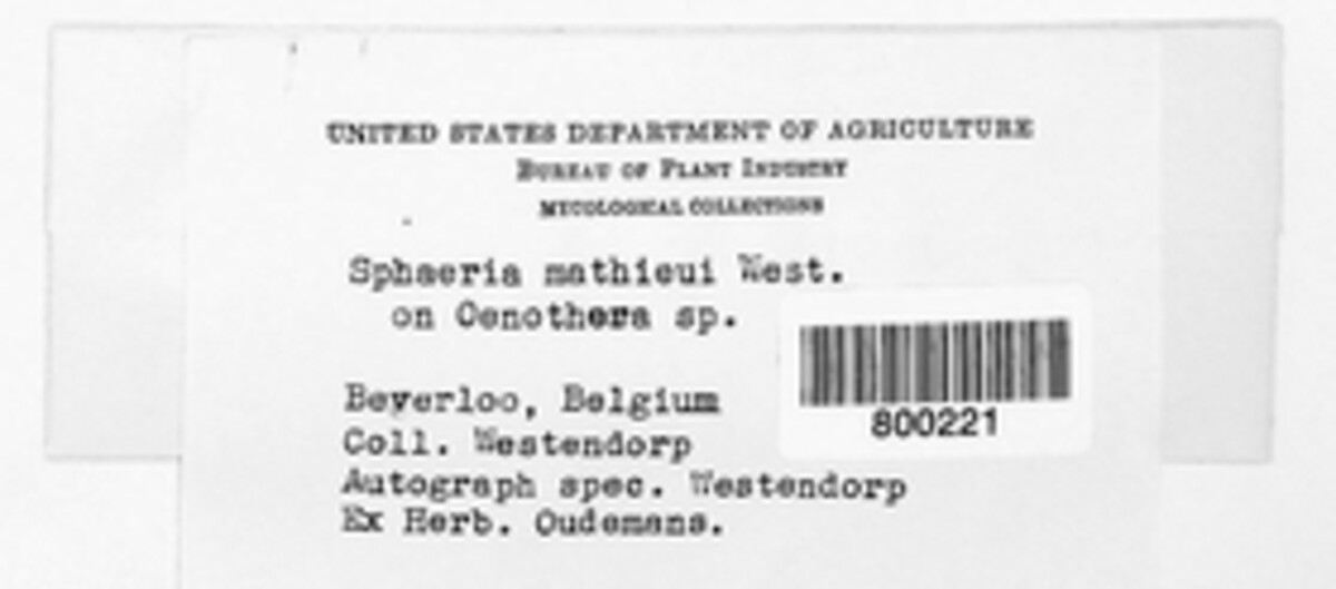 Pseudoophiobolus mathieui image